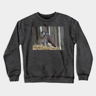 Fledgling Kestrel Crewneck Sweatshirt